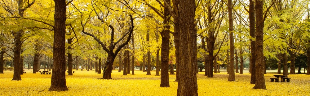 7 best places to go in South Korea during autumn - Skyscanner Philippines