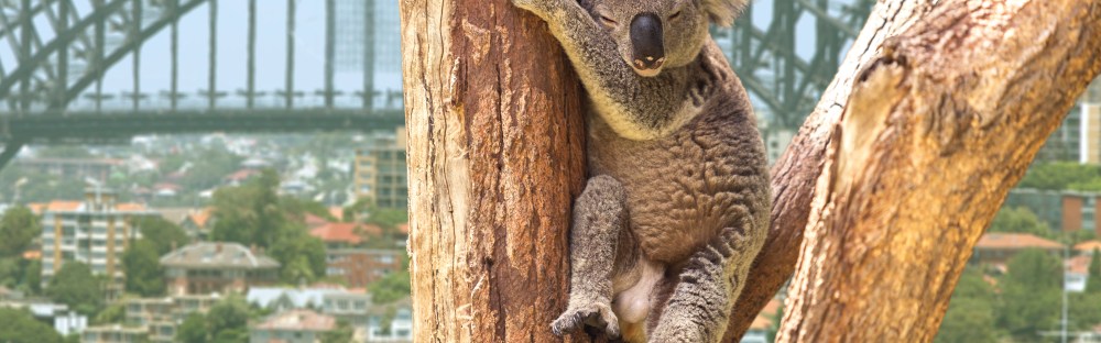 Les Meilleurs Endroits Ou Rencontrer Des Pandas Des Koalas Et Autres Animaux Mignons Skyscanner France