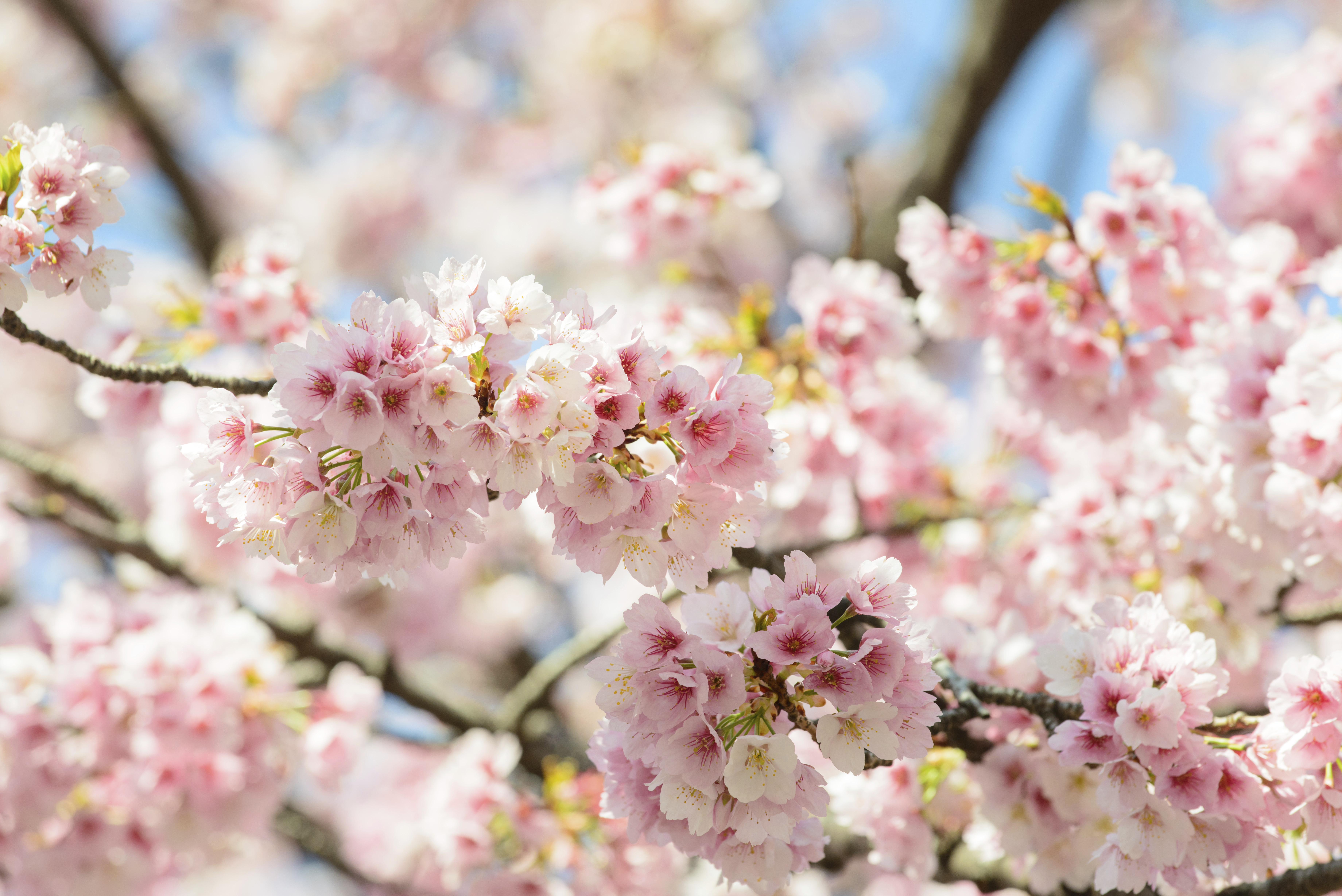 El espectáculo de los cerezos en flor en China os dejará sin habla