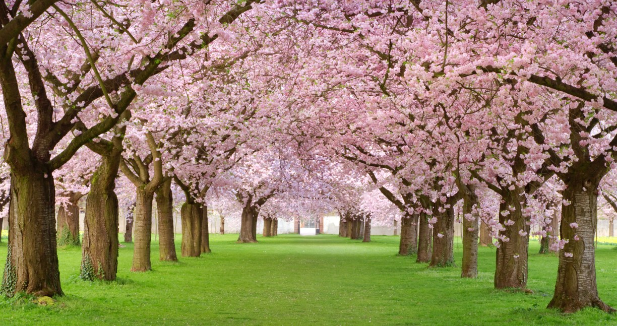 Washington Nationals Honor City's Iconic Cherry Blossoms with City