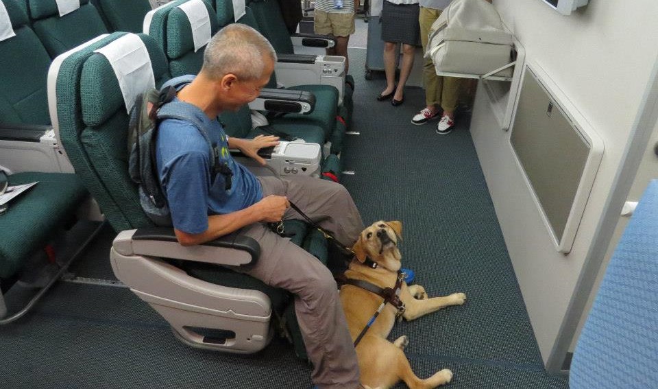 Hond Mee In Het Vliegtuig Dit Zijn De Kosten Per Airline Skyscanner
