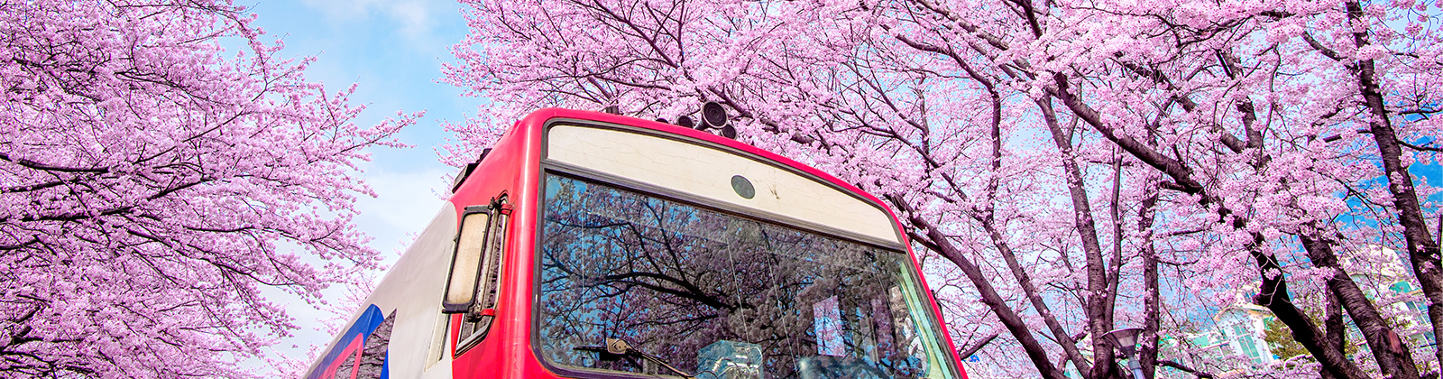 Kota Terbaik Untuk Melihat Mekarnya Sakura Di Korea Selatan