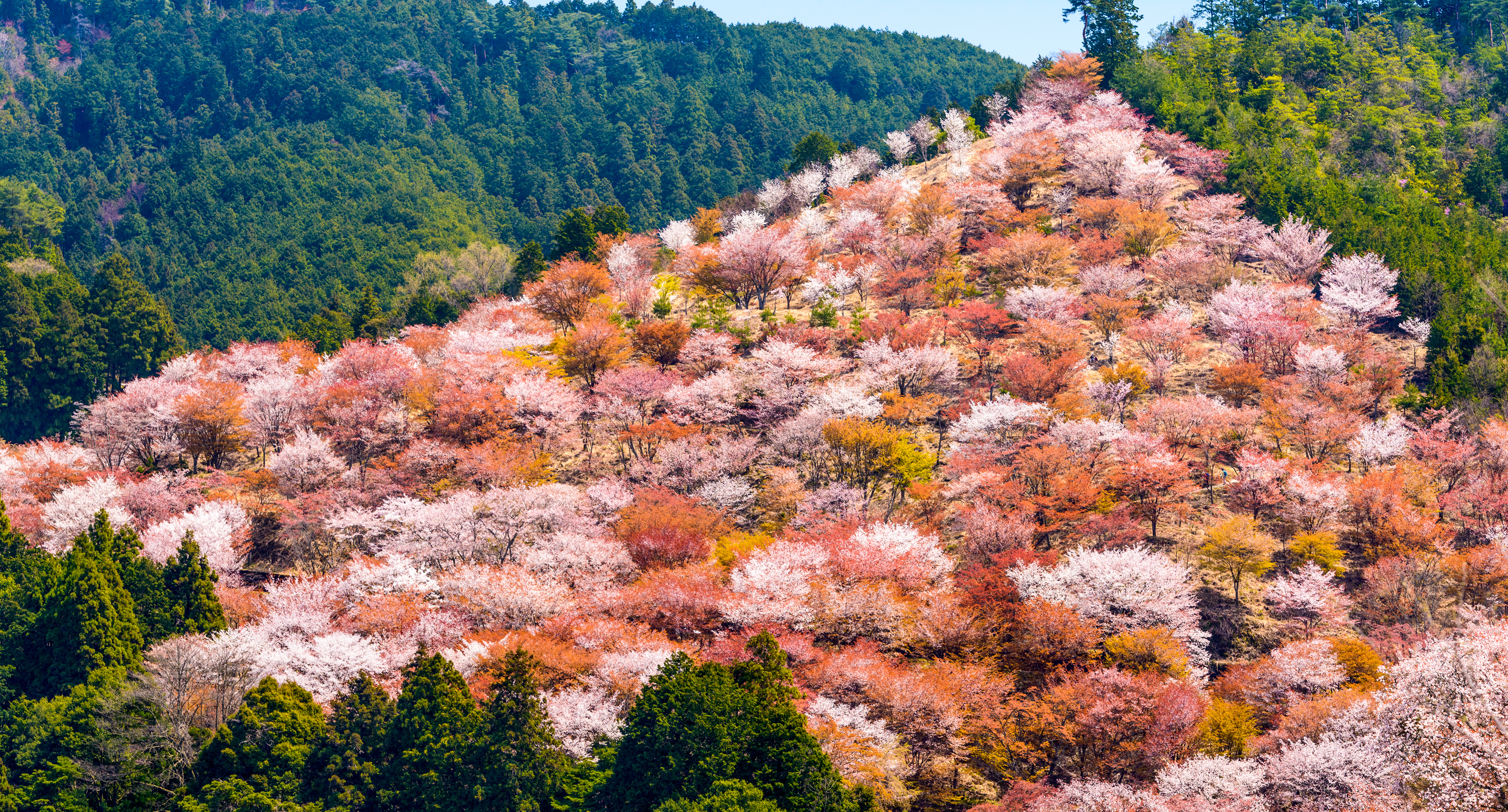 グラデーションの桜が絶景 春の吉野山 一目千本 スカイスキャナー