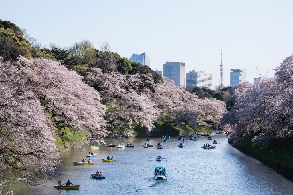 Tokyo sakura