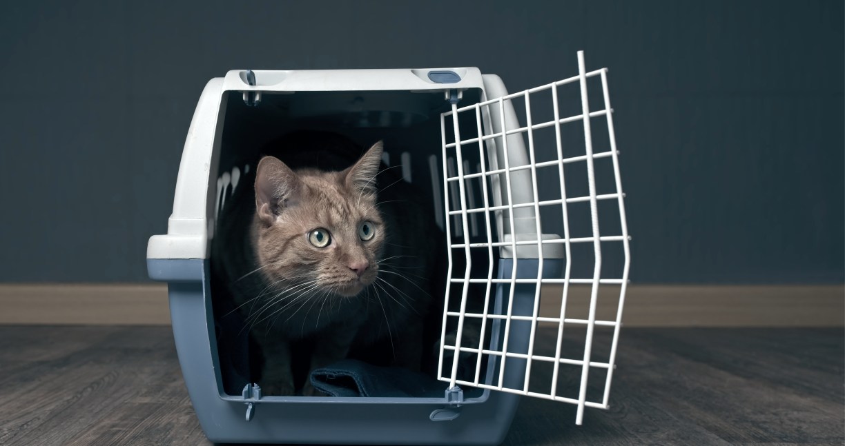 Airline-Compliant Pet Carriers For Traveling With Dogs And Cats
